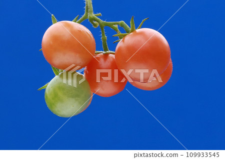 morning dew tomato morning dew tomato 109933545