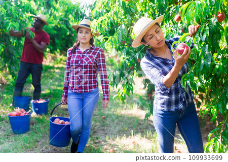Hispanic female owner of orchard harvesting peaches 109933699