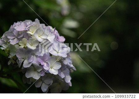 Hydrangea temari flowers are blooming with many ornamental flowers that are turning purple. Hydrangea temari flowers are blooming with many ornamental flowers that are turning purple. 109933722