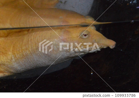 八王子市 Attaka Hall 109933786