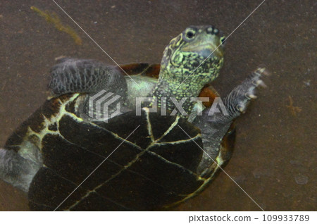 八王子市 Attaka Hall 109933789