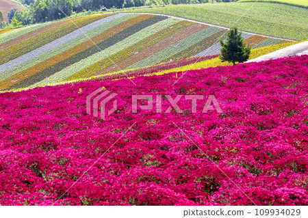 Sunny summer hill of four seasons, Biei Town, Hokkaido 109934029