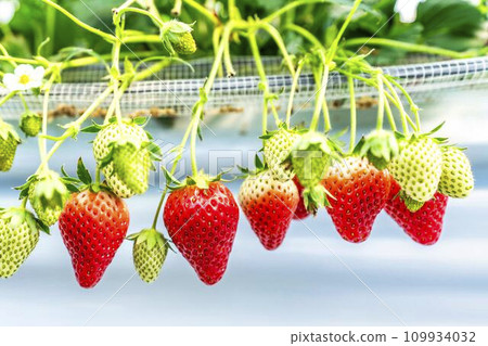 Red ripening strawberry fruits, strawberry picking at the house, Yamamoto Town, Miyagi Prefecture Red ripening strawberry fruits, strawberry picking at the house, Yamamoto Town, Miyagi Prefecture 109934032