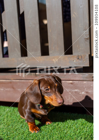 臘腸犬在花園裡曬太陽 臘腸犬在花園裡曬太陽 109934108