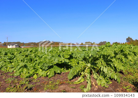 Radish field blue sky 109934143