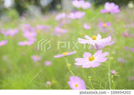 盛開的波斯菊(特殊攝影造成的柔和色調) 盛開的波斯菊(特殊攝影造成的柔和色調) 109934202