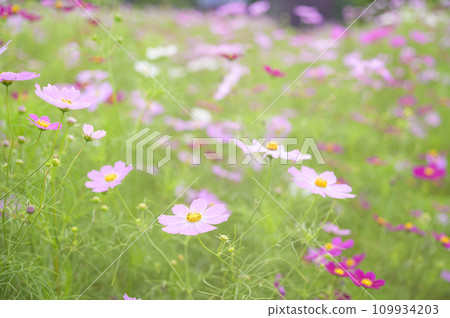 Cosmos in full bloom (soft tone due to special photography) 109934203