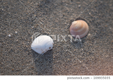 在海灘上的貝殼 109935035