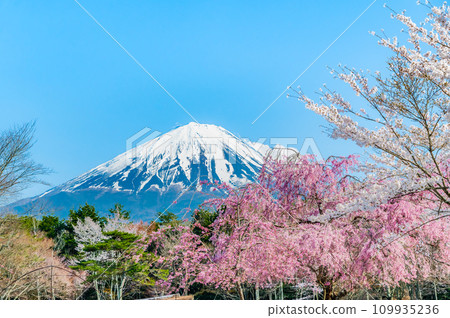 富士山和櫻花～西湖野鳥森林公園～ 109935236