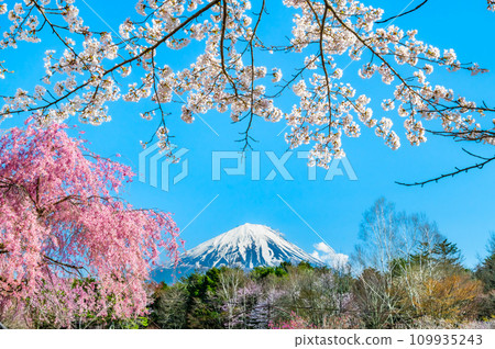 Mt. Fuji and cherry blossoms ~ Saiko Wild Bird Forest Park ~ 109935243