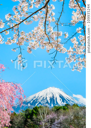 Mt. Fuji and cherry blossoms ~ Saiko Wild Bird Forest Park ~ 109935244