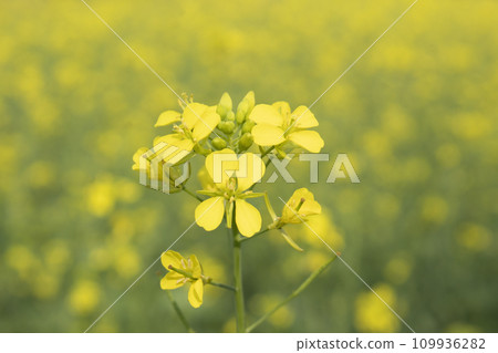 Mustard flower blossoms in the field Mustard flower blossoms in the field 109936282