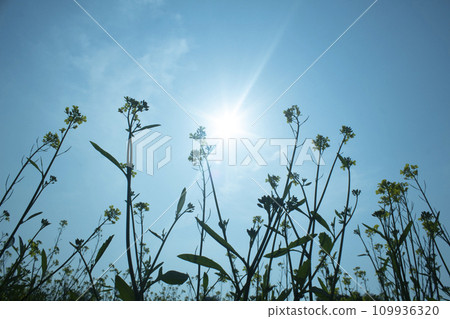Mustard flower on blue sky background with sun light 109936320