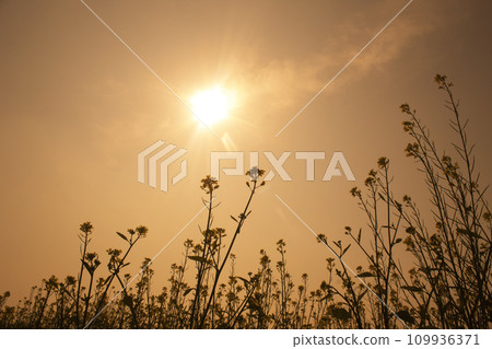 Sunset in the field with mustard flowers 109936371