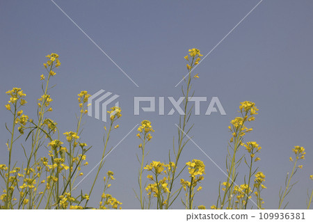 Mustard flowers in the field against blue sky Mustard flowers in the field against blue sky 109936381