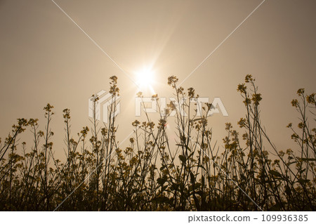 Mustard flowers field at sunset with sunbeams in the background Mustard flowers field at sunset with sunbeams in the background 109936385