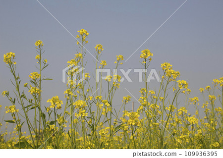Mustard flowers blossoms in a field in spring Mustard flowers blossoms in a field in spring 109936395