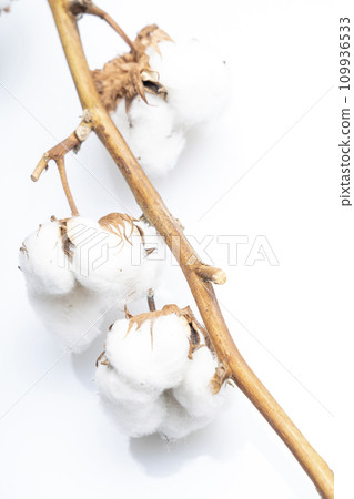 cotton flowers on a white background, a branch of cotton. Delicate white cotton flowers. Light cotton background, flat lay. 109936533