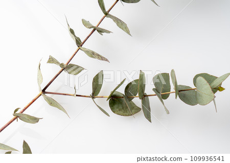 eucalyptus branch with green leaves on a white background, eucalyptus leaves flat laying, top view, copy space 109936541