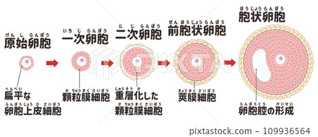 原始卵泡和發育中的卵泡 - 易於理解的日語插圖 109936564