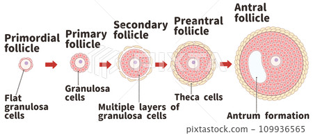 原始卵泡和發育中的卵泡－簡單易懂的英文圖解 109936565