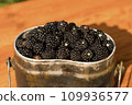 fresh forest blackberries collected in metal dishes, close-up, selective focus, tinted image, black forest berry 109936577
