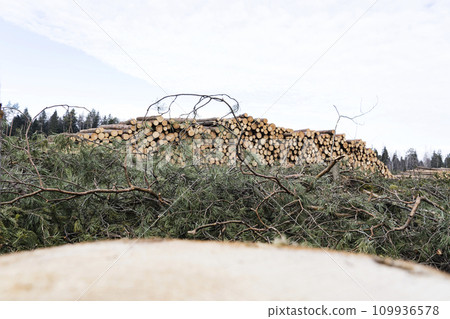 deforestation for roads, wood harvesting, wood as a renewable biological resource, deforestation area for highways, construction of toll roads, land acquisition for the construction of a major road 109936578