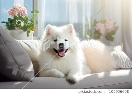 AI-generated content. Photo of healthy dog peacefully rest on sofa. Generative AI 109936608