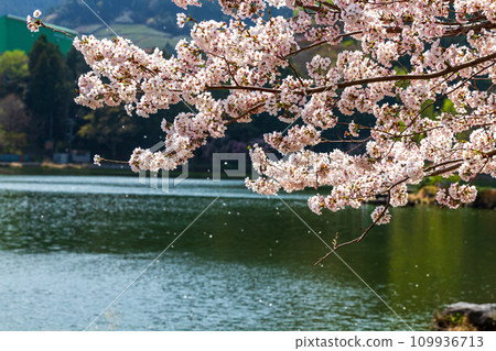 靜岡縣島田市川根町家山櫻花隧道及週邊風景 靜岡縣島田市川根町家山櫻花隧道及週邊風景 109936713