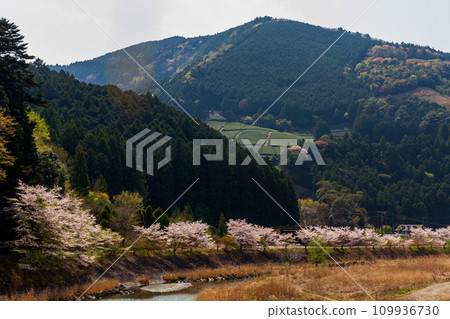 靜岡縣島田市川根町家山櫻花隧道及週邊風景 靜岡縣島田市川根町家山櫻花隧道及週邊風景 109936730