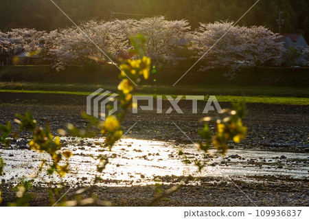 Cherry blossoms on the Ota River bank and surrounding scenery, Mukaitengata, Morimachi, Shuchi District, Shizuoka Prefecture Cherry blossoms on the Ota River bank and surrounding scenery, Mukaitengata, Morimachi, Shuchi District, Shizuoka Prefecture 109936837