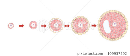 原始卵泡和發育中的卵泡 - 易於理解的插圖 109937392