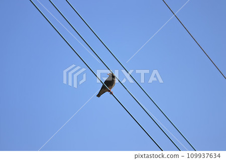 Mustard to stop on electric wire Mustard to stop on electric wire 109937634