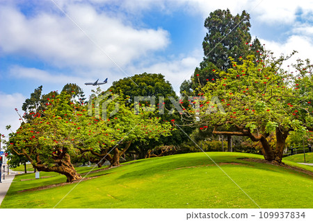 Landscape with trees and clouds in San Diego. Landscape with trees and clouds in San Diego. 109937834