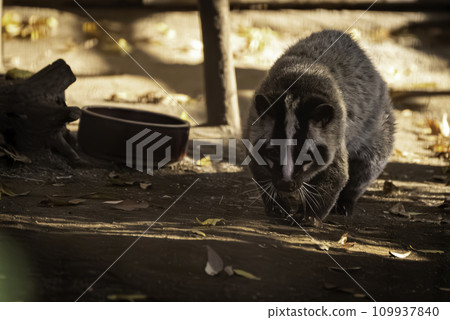 walking palm civet 109937840