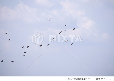 Flock of birds flying in the blue sky Flock of birds flying in the blue sky 109938009
