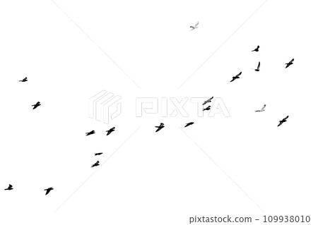 Flock of birds flying isolated on white background Flock of birds flying isolated on white background 109938010