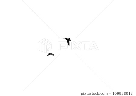 bird flying isolated on white background bird flying isolated on white background 109938012
