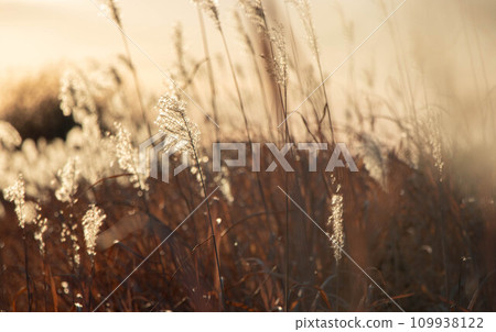 Pampas grass dyed in the winter sunrise 109938122