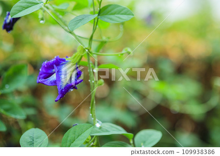 close up blue butterfly pea flower in the garden close up blue butterfly pea flower in the garden 109938386