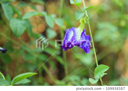 close up blue butterfly pea flower in the garden close up blue butterfly pea flower in the garden 109938387