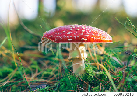 Mature Amanita Muscaria, Known as the Fly Agaric or Fly Amanita Mature Amanita Muscaria, Known as the Fly Agaric or Fly Amanita 109939216