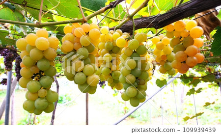 Grape picking season Grape picking season 109939439