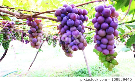 Grape picking season Grape picking season 109939440