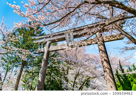 山梨櫻花盛開的富士禦室淺間神社～表參道大鳥居～ 109939462