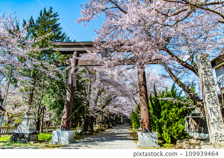山梨櫻花盛開的富士禦室淺間神社~表參道大鳥居~ 山梨櫻花盛開的富士禦室淺間神社~表參道大鳥居~ 109939464