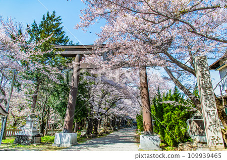 Fuji Omuro Sengen Shrine in Yamanashi cherry blossoms in full bloom ~Omotesando Otorii~ 109939465