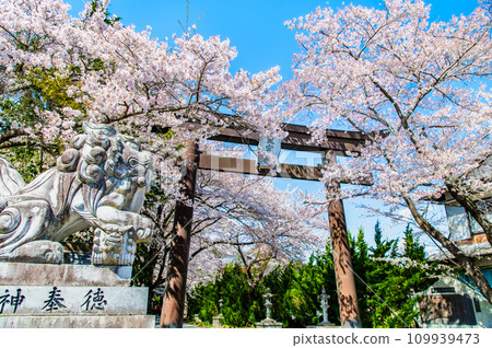 Fuji Omuro Sengen Shrine in Yamanashi cherry blossoms in full bloom ~Omotesando Otorii~ 109939473