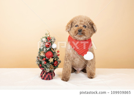 A toy poodle with a red muffler and a Christmas tree A toy poodle with a red muffler and a Christmas tree 109939865