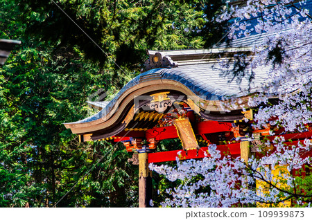 富士禦室淺間神社 - 本宮 - 櫻花盛開 109939873